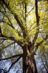 University of Mary Washington has been named a Tree Campus by the Arbor Day Foundation for the ninth consecutive year.